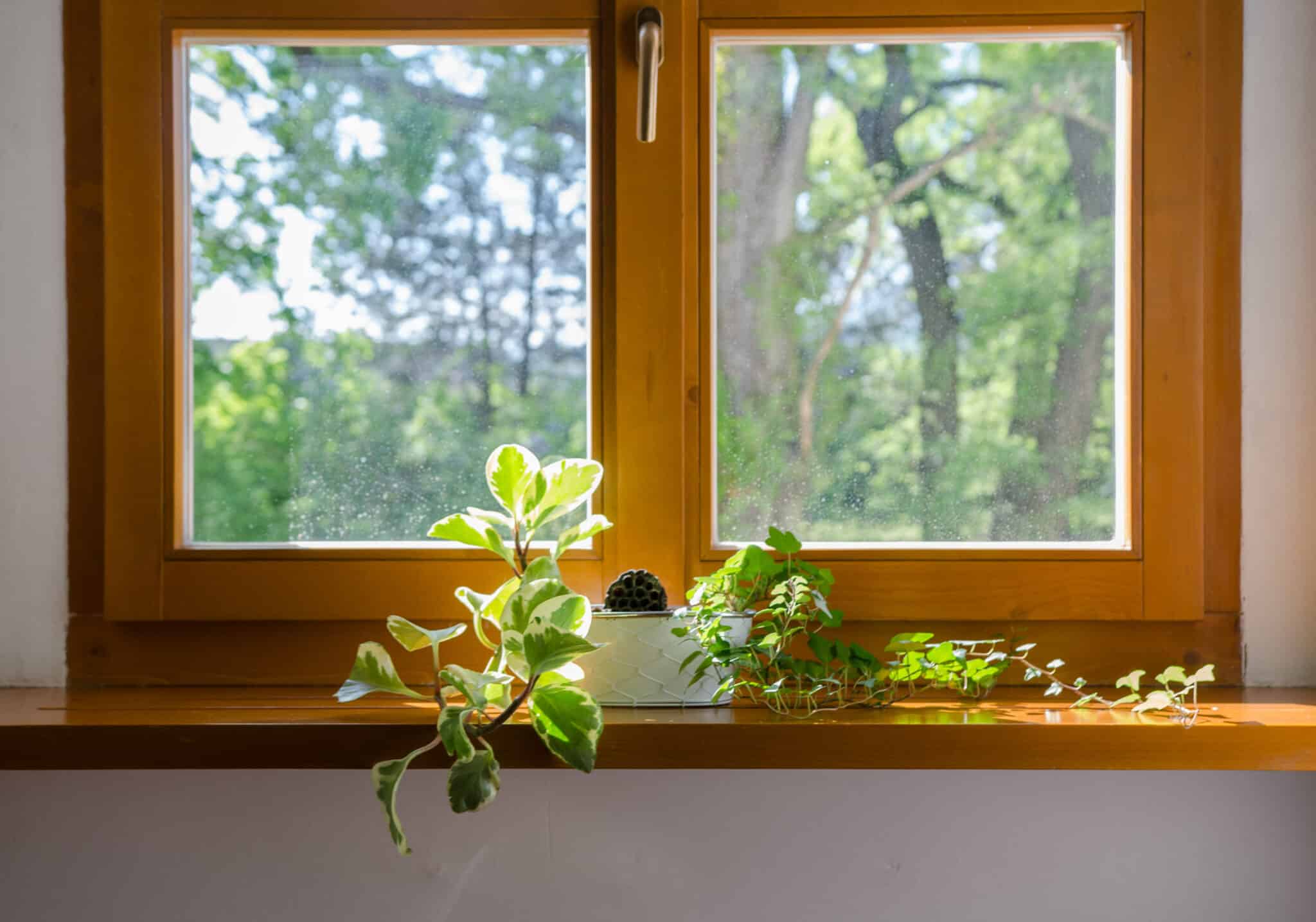 window-with-flower